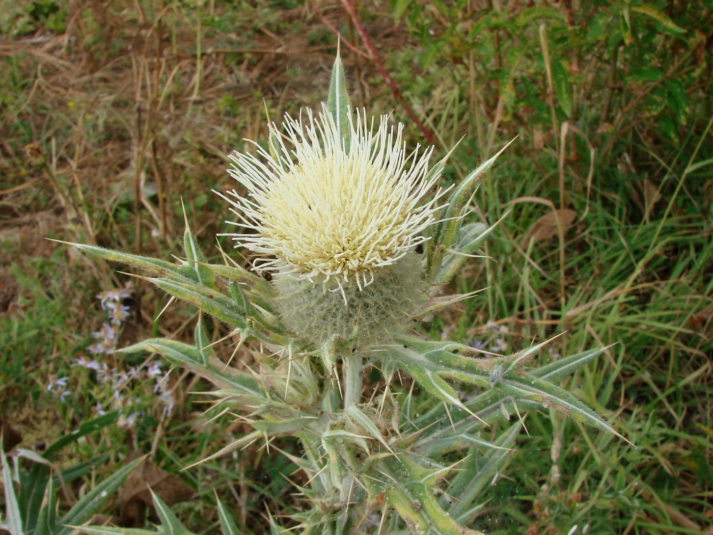 Изображение особи Cirsium turkestanicum.