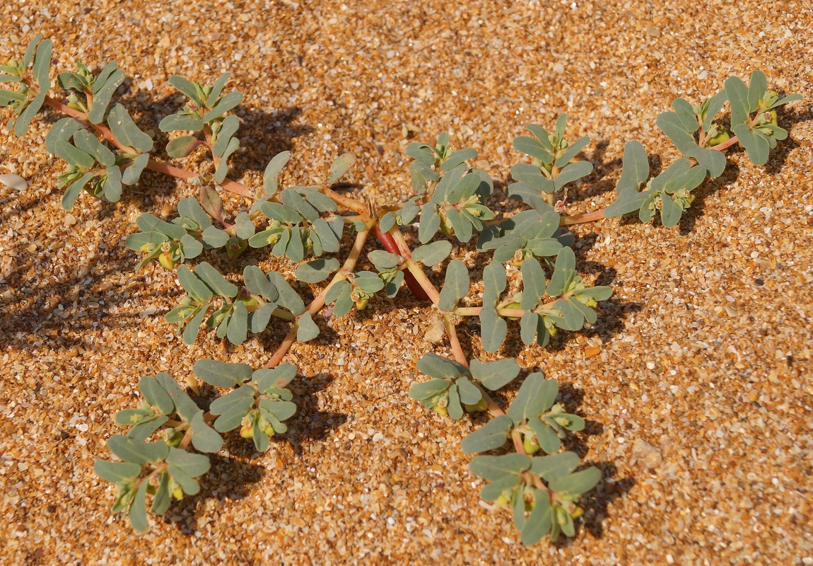 Image of Euphorbia peplis specimen.