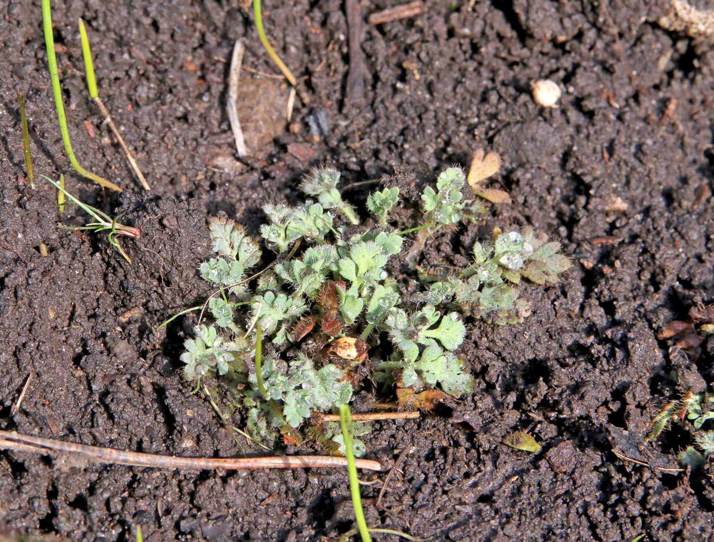 Изображение особи Papaver alboroseum.