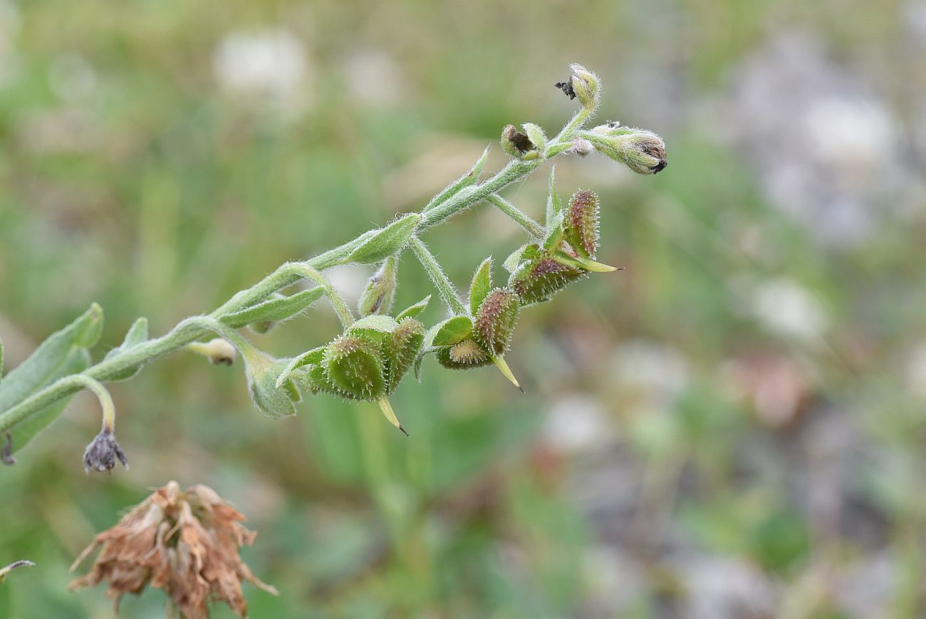 Изображение особи Cynoglossum officinale.