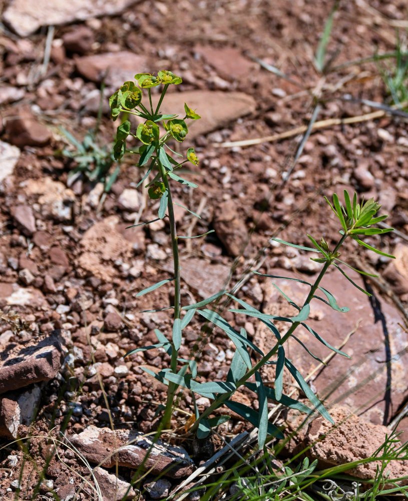 Изображение особи род Euphorbia.