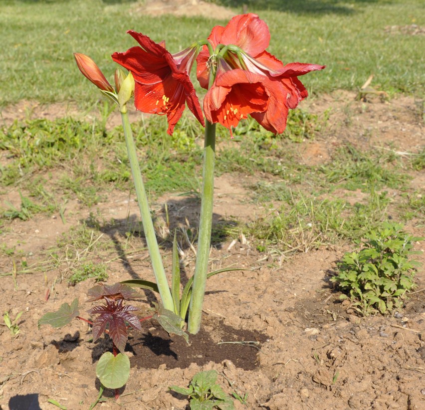 Изображение особи род Hippeastrum.