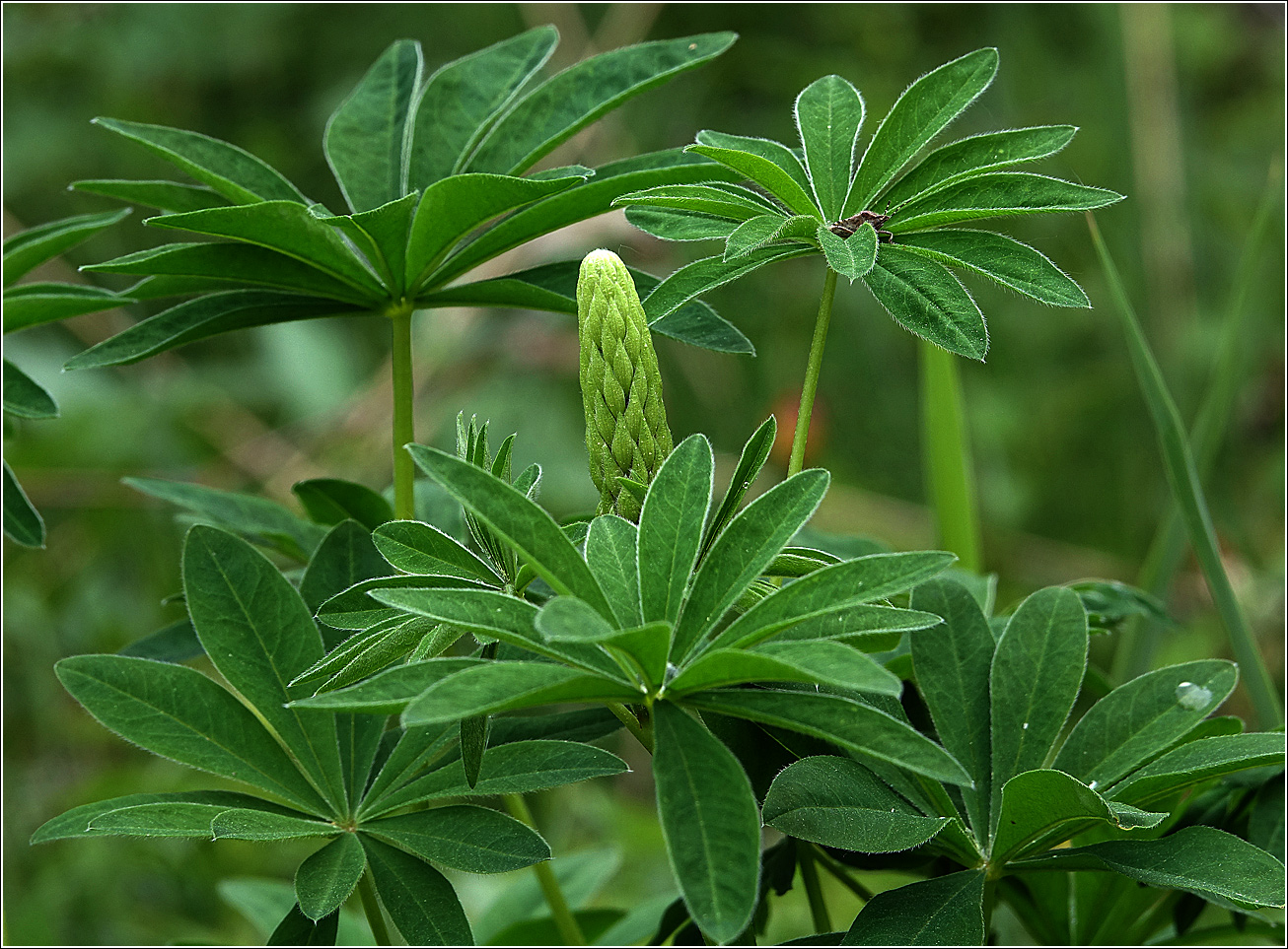 Image of Lupinus polyphyllus specimen.