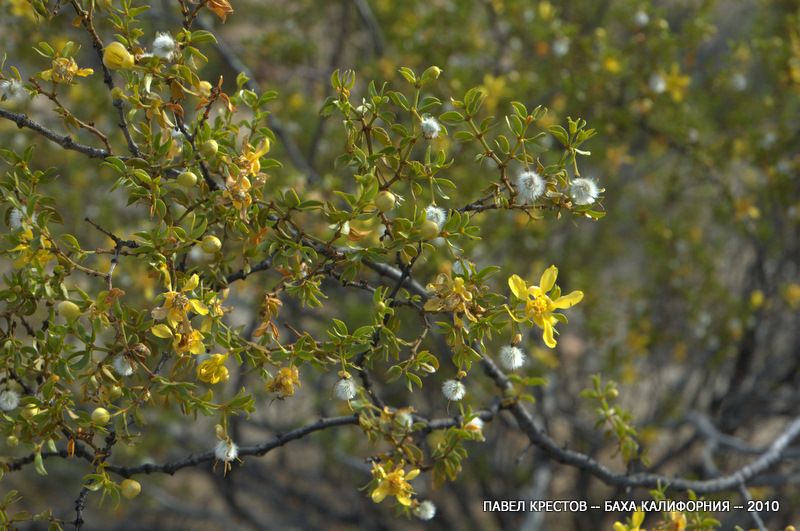 Изображение особи Larrea tridentata.