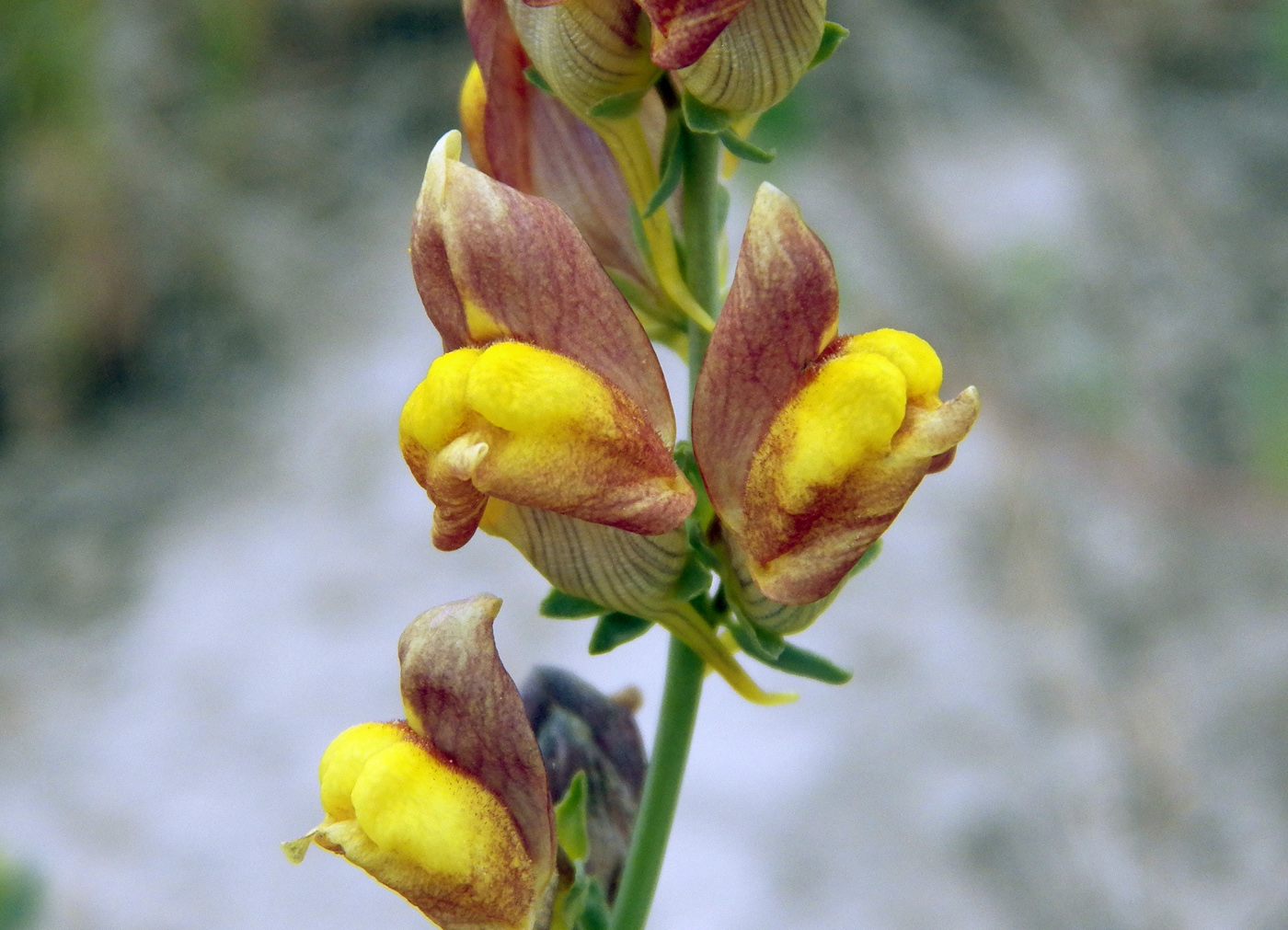 Image of Linaria popovii specimen.