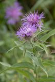 Смотреть изображение Centaurea abnormis