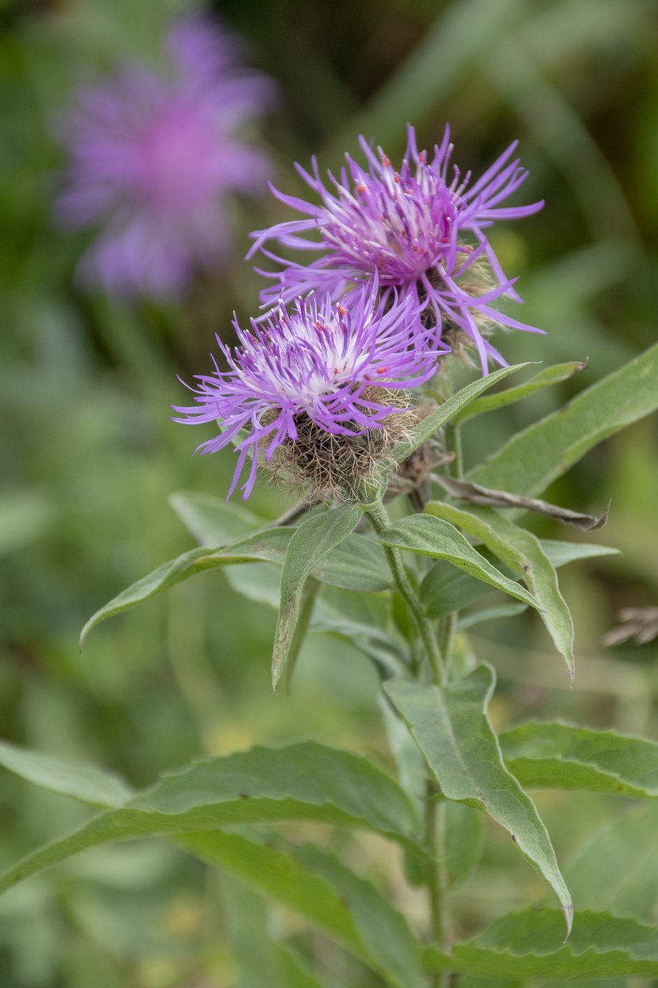 Изображение особи Centaurea abnormis.