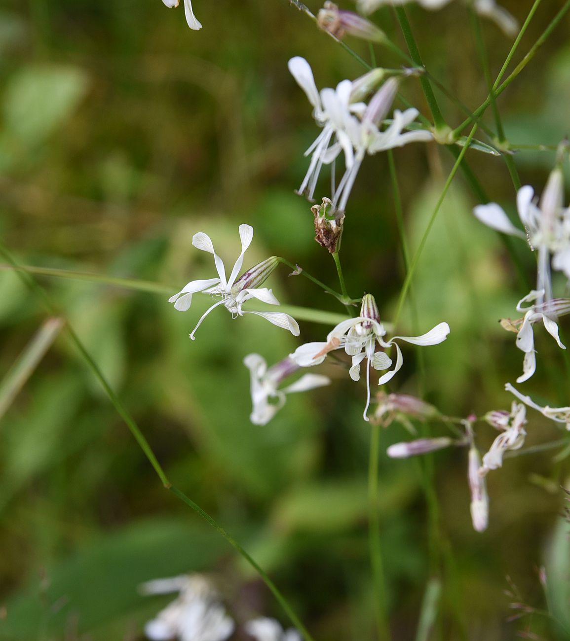 Изображение особи Silene saxatilis.