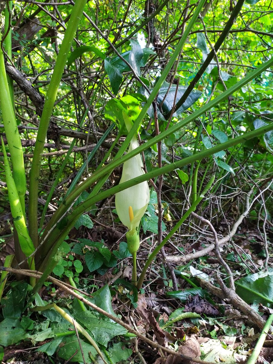 Image of Arum italicum ssp. albispathum specimen.