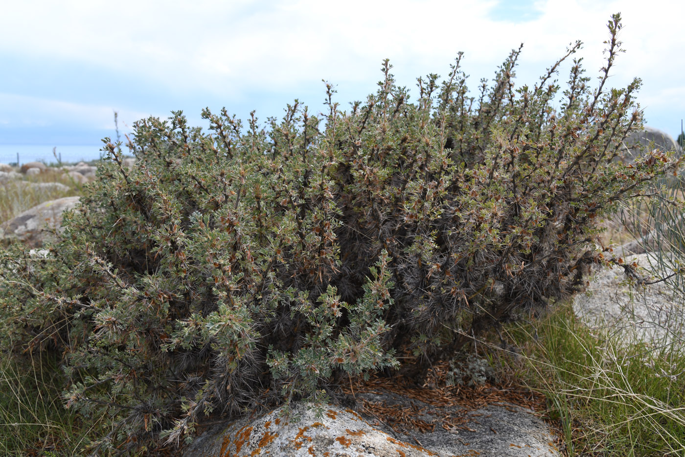 Изображение особи Caragana pleiophylla.