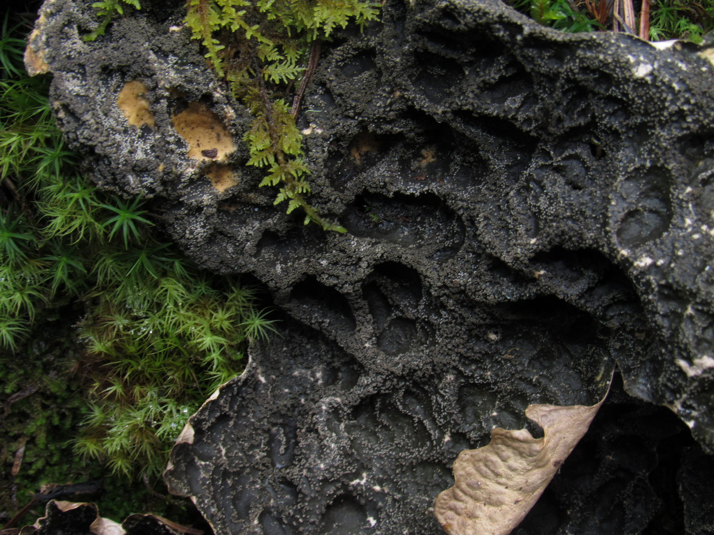 Image of Lobaria retigera specimen.