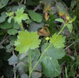 Ranunculus chius