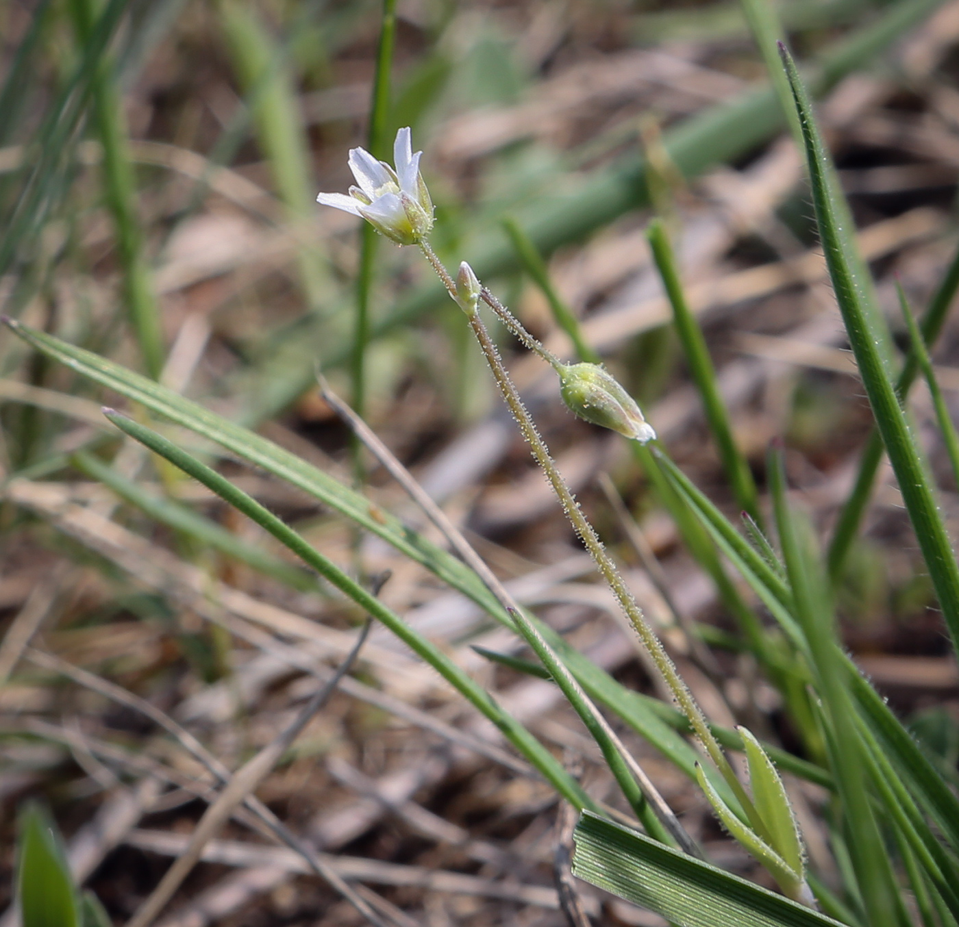 Image of Holosteum umbellatum specimen.