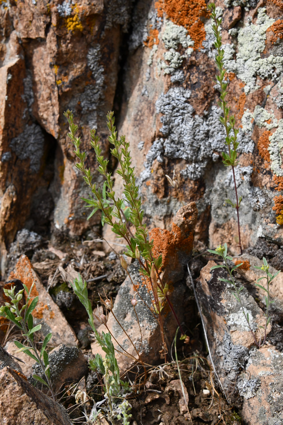 Image of Veronica verna specimen.