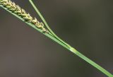 Carex appendiculata