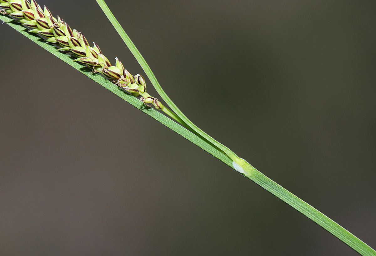 Image of Carex appendiculata specimen.