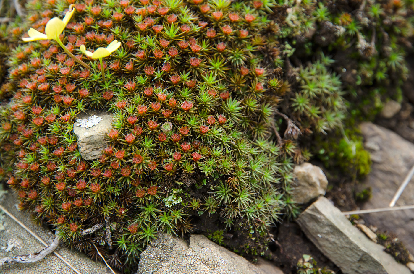 Изображение особи Polytrichum piliferum.