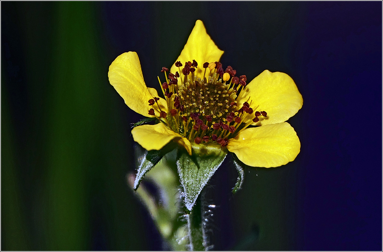 Изображение особи Geum urbanum.