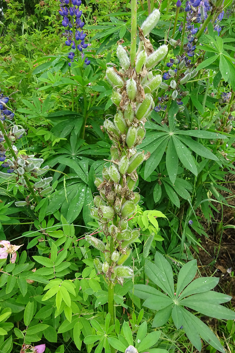 Изображение особи Lupinus nootkatensis.