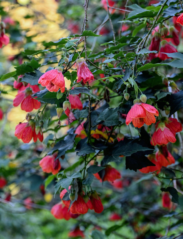 Image of Abutilon &times; hybridum specimen.