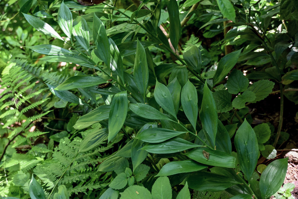 Image of Ruscus colchicus specimen.