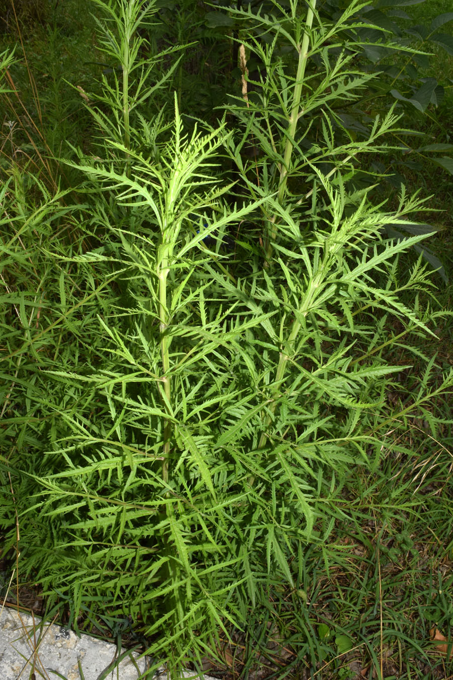 Image of Cannabis sativa var. spontanea specimen.