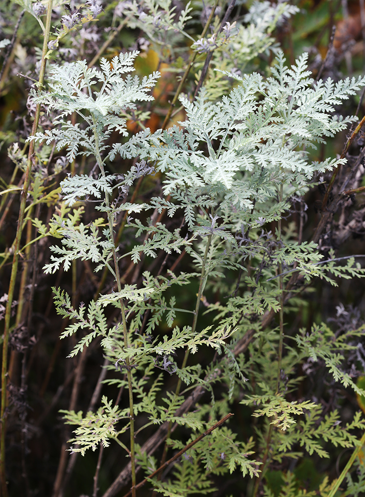 Image of Artemisia freyniana specimen.