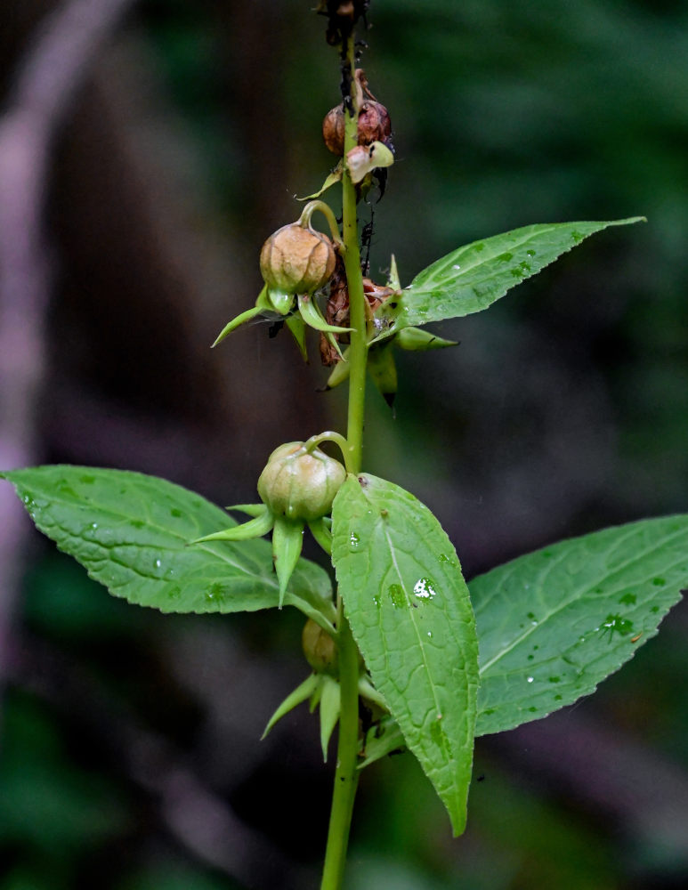 Image of Campanula latifolia specimen.