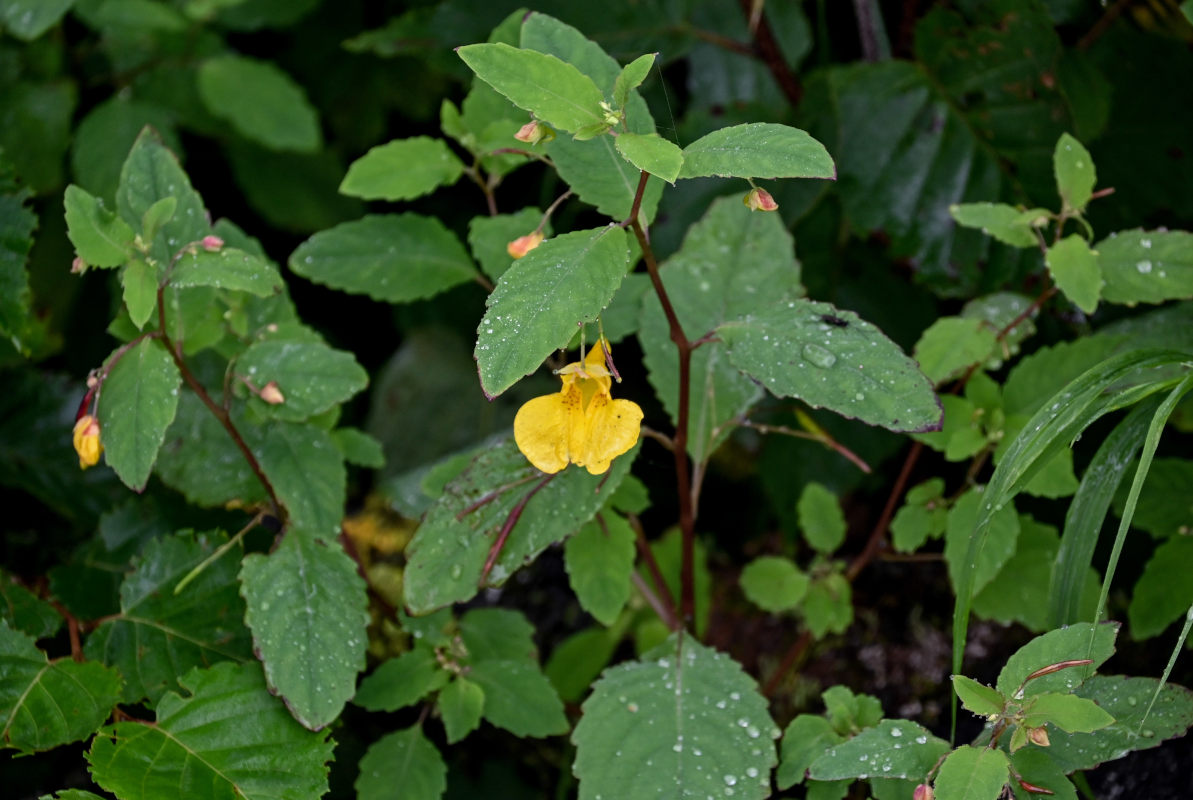 Image of Impatiens noli-tangere specimen.