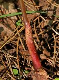 Impatiens parviflora