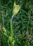 Cirsium oleraceum. Верхушка побега с соцветиями. Вологодская обл., Кирилловский р-н, окр. с. Горицы, гора Маура, опушка смешанного леса. 12.07.2024.