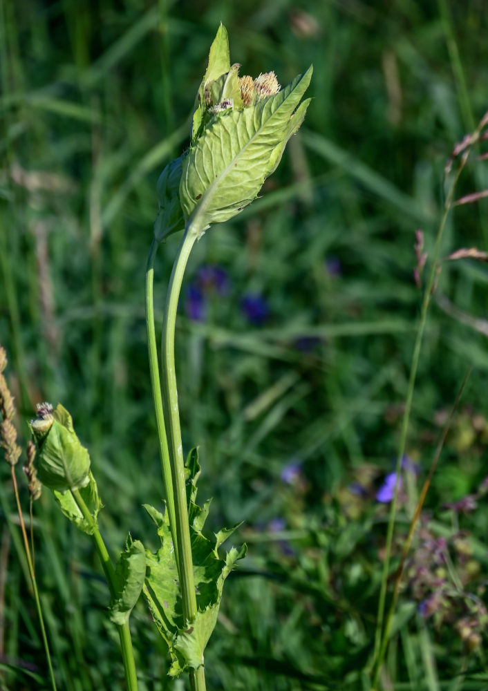 Изображение особи Cirsium oleraceum.