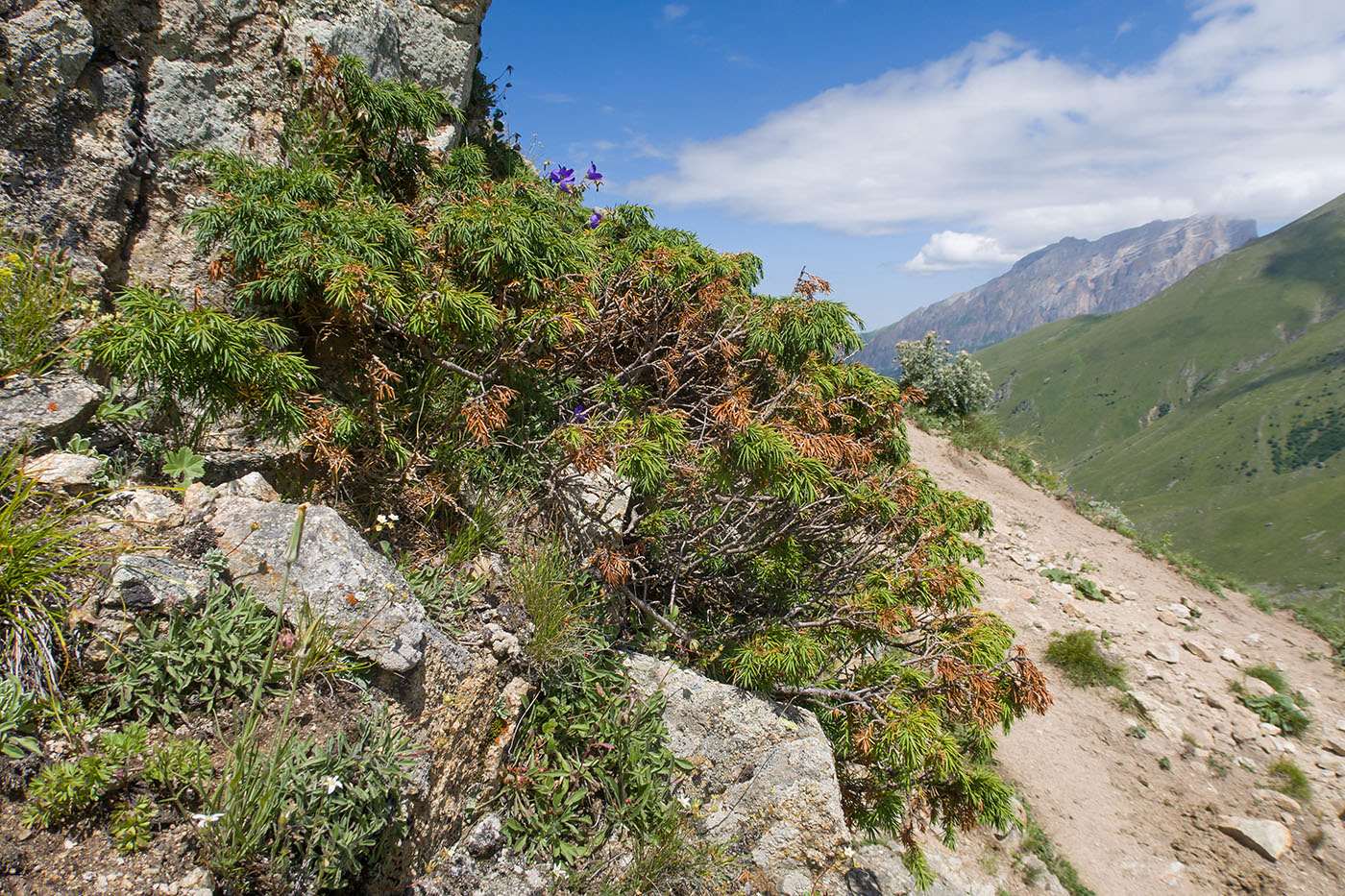 Image of Juniperus oblonga specimen.