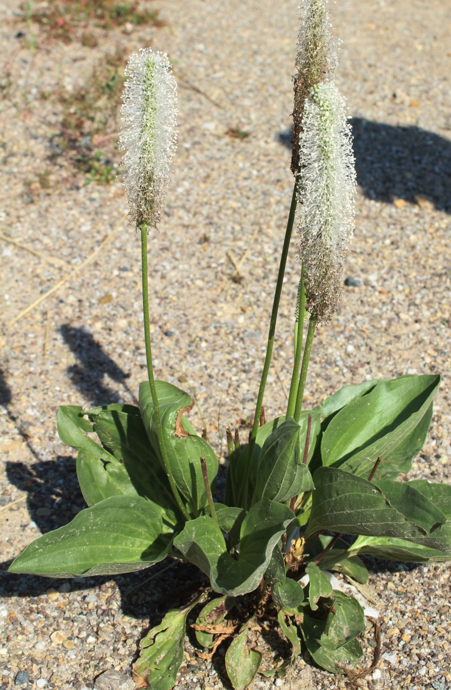 Изображение особи Plantago maxima.