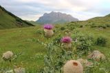 Cirsium balkharicum. Верхушка растения с соцветиями. Кабардино-Балкария, Черекский р-н, долина р. Псыгансу, ≈ 2000 м н.у.м., приречный луг. 30.07.2024.