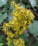 Solidago subspecies dahurica