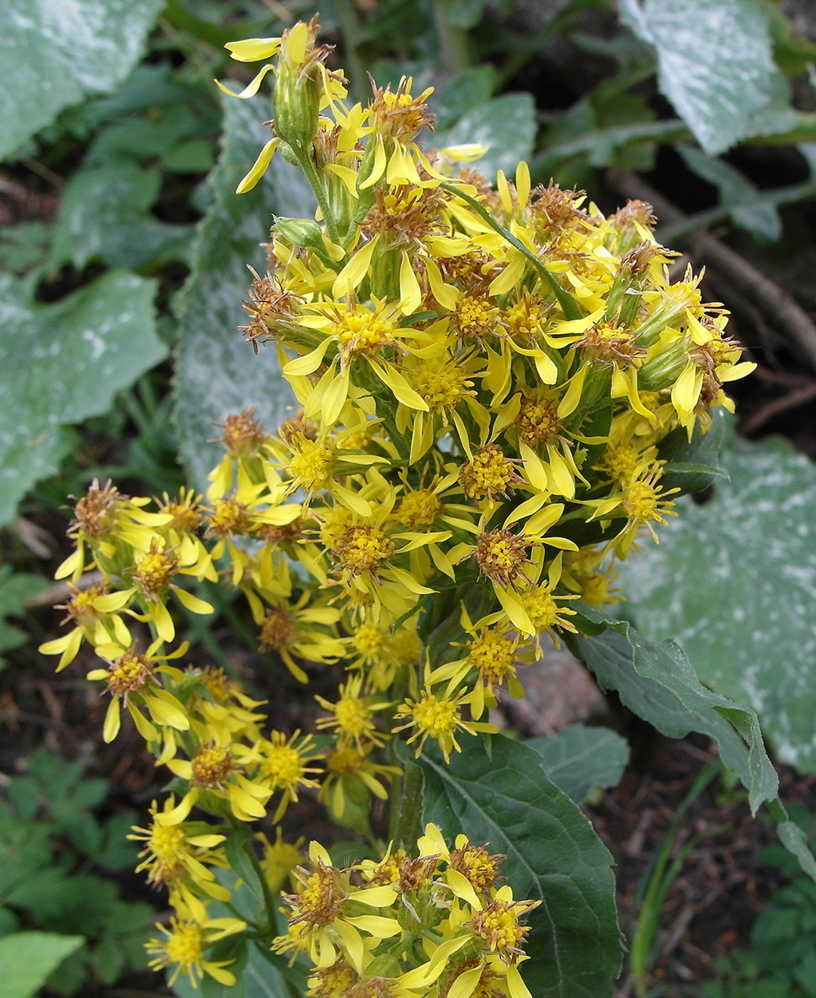 Image of Solidago virgaurea ssp. dahurica specimen.