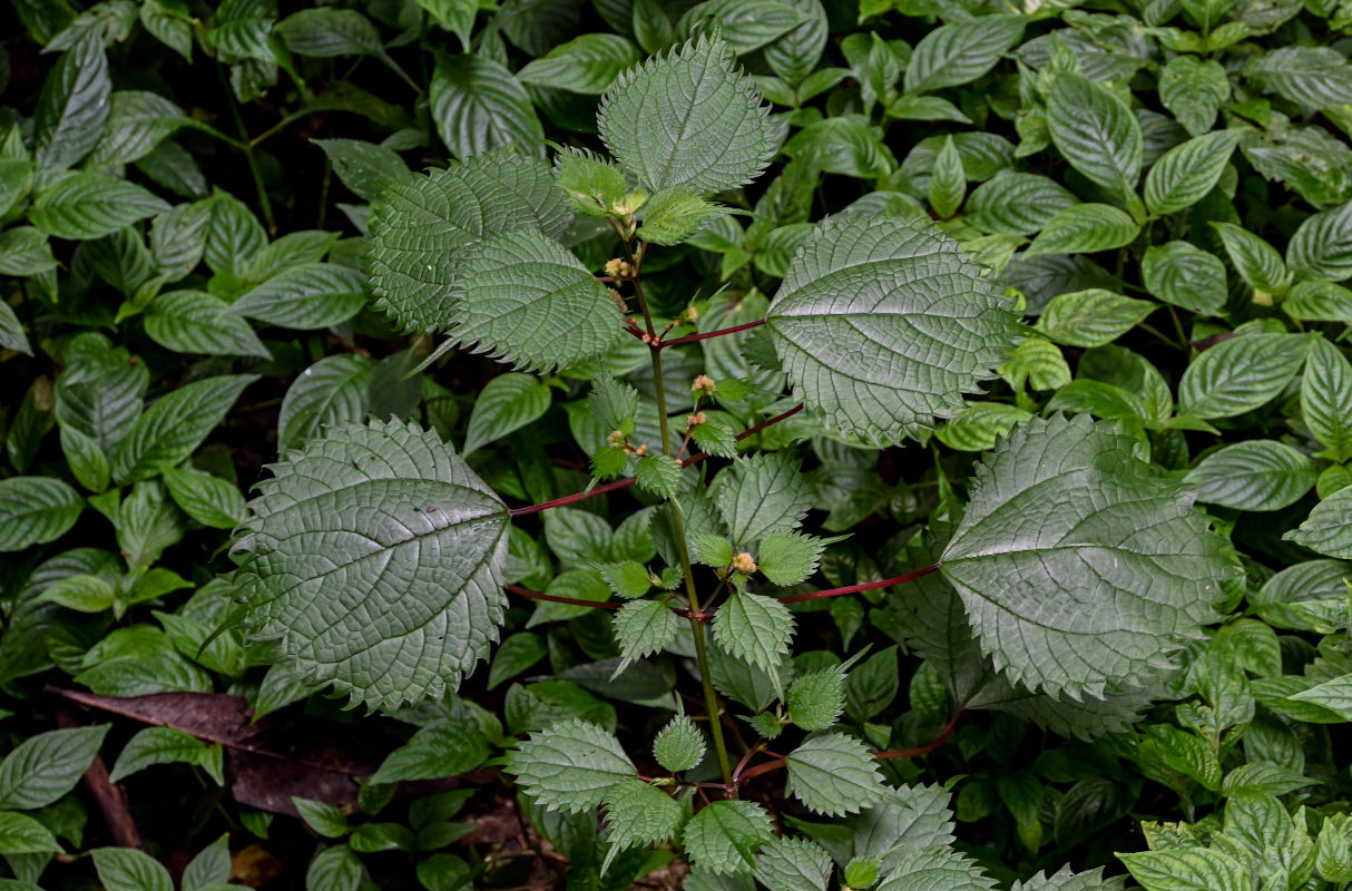 Изображение особи Boehmeria japonica.