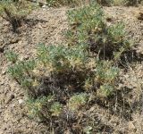 genus Astragalus. Плодоносящие растения. Узбекистан, Ферганская дол., Андижанская обл., Ходжаабадский р-н, окр. кишлака Имамата; горы Кырташтау, каменисто-глинистый склон. 13.06.2015.