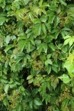 Parthenocissus quinquefolia. Соплодия с завязями и незрелыми плодами и листья. Беларусь, Витебская обл., окр. пос. Езерище, опушка черноольшаника на границе суходольного луга. 18.07.2024.