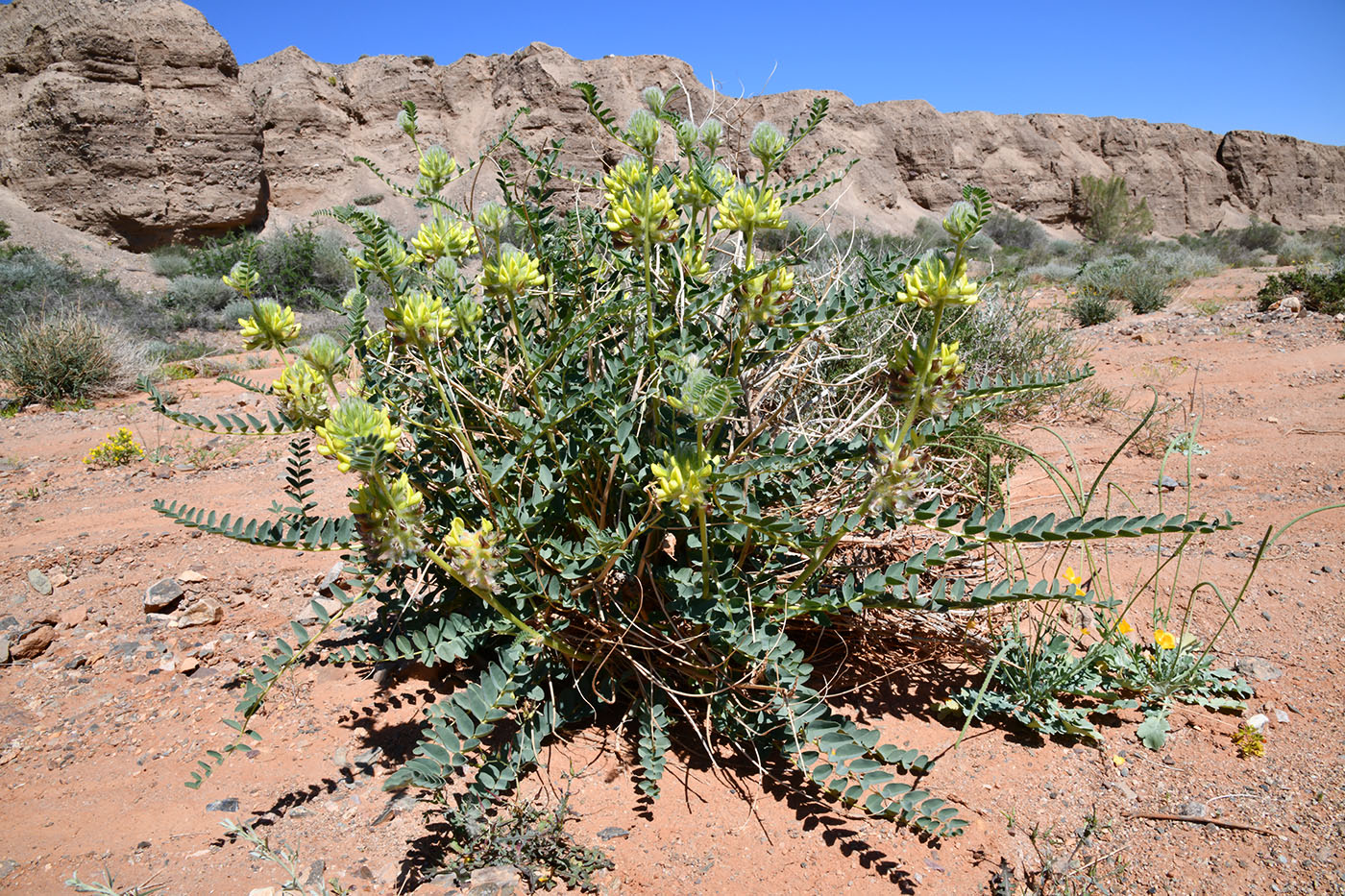 Изображение особи Astragalus vulpinus.
