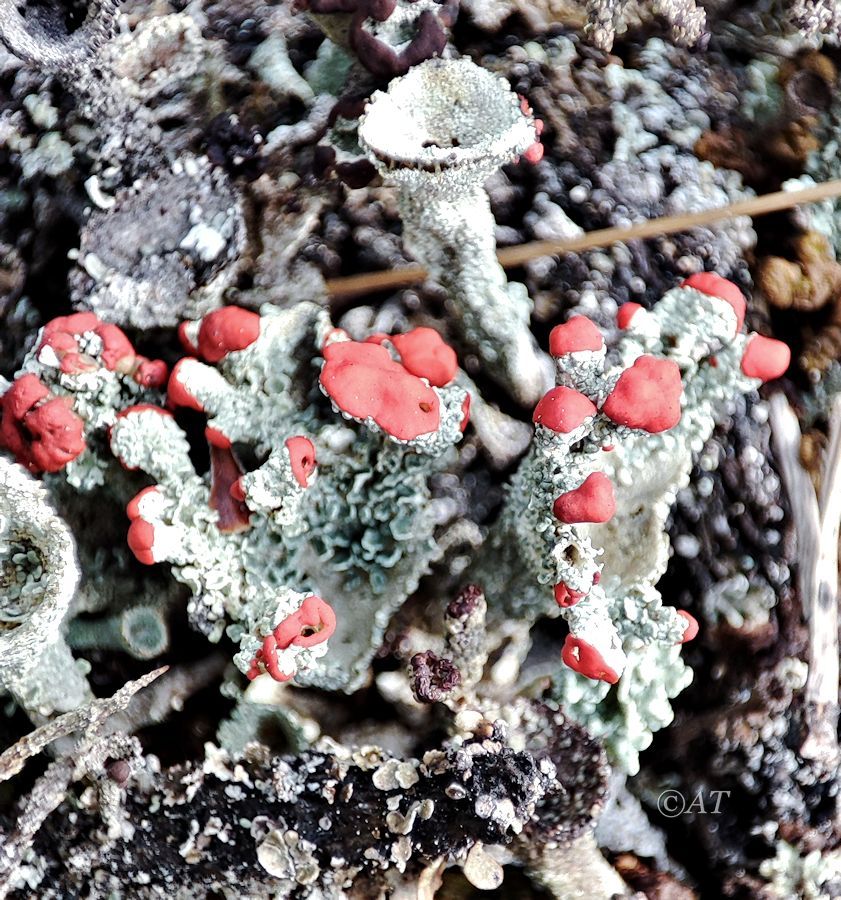 Image of Cladonia coccifera specimen.