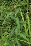 View full-size image Persicaria amphibia