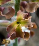 Смотреть изображение Matthiola odoratissima