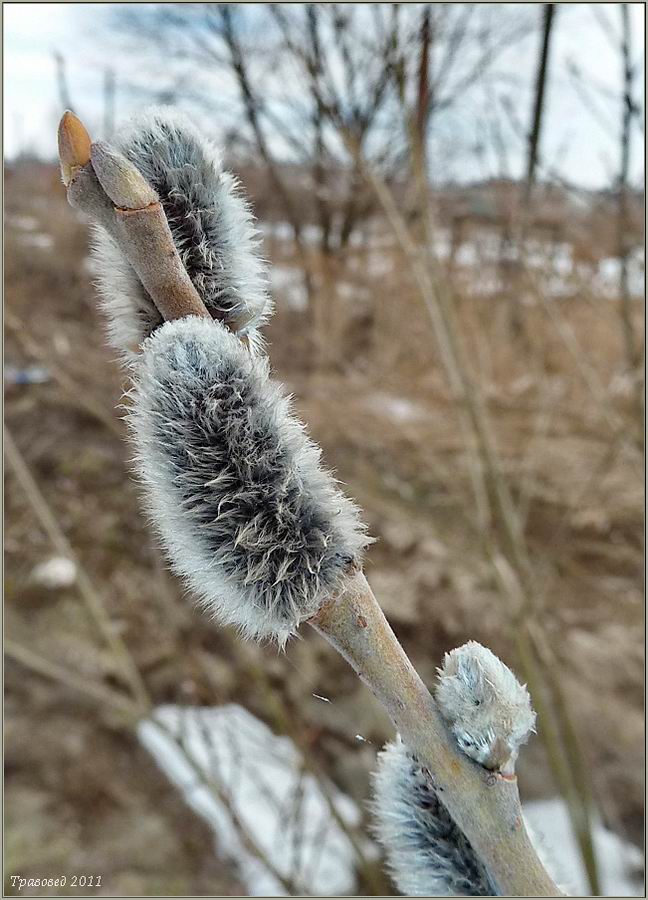 Image of Salix &times; holosericea specimen.