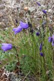 View full-size image Campanula rotundifolia