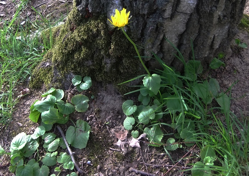 Image of Doronicum orientale specimen.