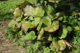 View full-size image Bergenia crassifolia