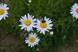 View full-size image Leucanthemum vulgare