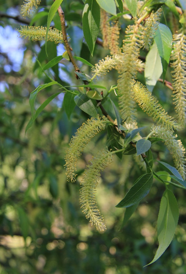 Изображение особи Salix &times; meyeriana.